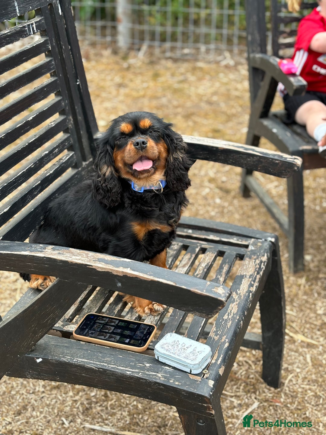 Cavalier King Charles Spaniel dogs for sale: KC reg 🍫parents/Eyes/heart&health certs - Image 18