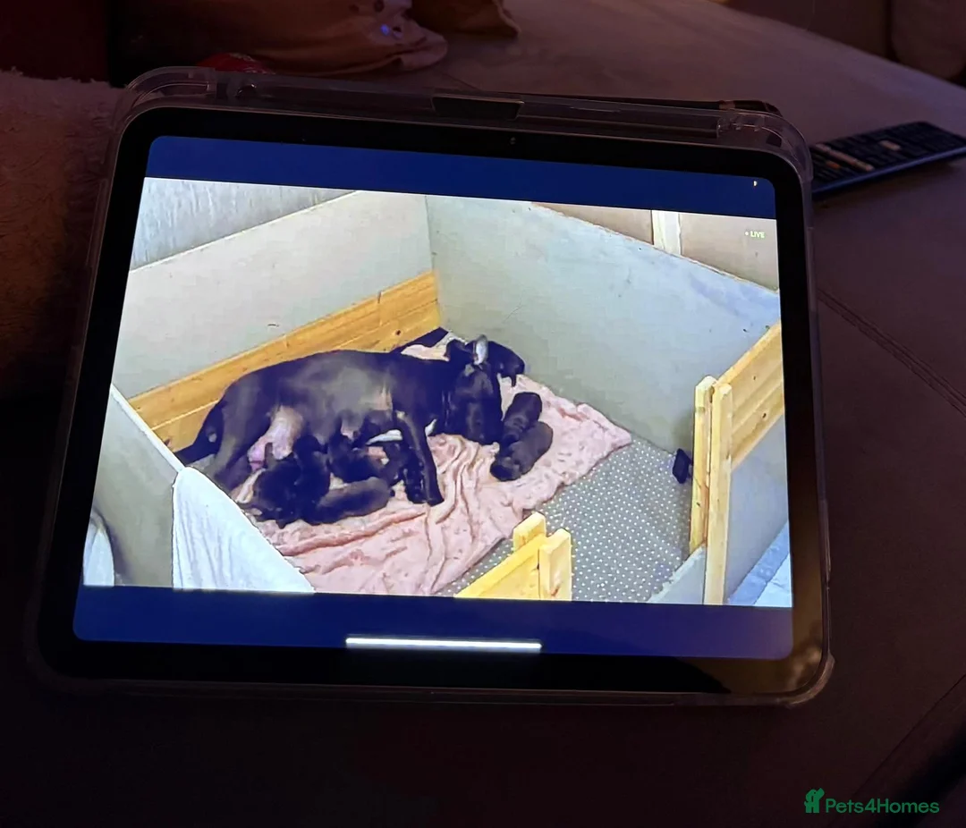 Staffordshire Bull Terrier dogs for sale: SUPERIOR BLUE STAFFORDSHIRE BULL TERRIER PUPS  - Advert 13