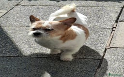 Mixed Breed dogs for sale: Jack russel x Cairne terrier - Image 1
