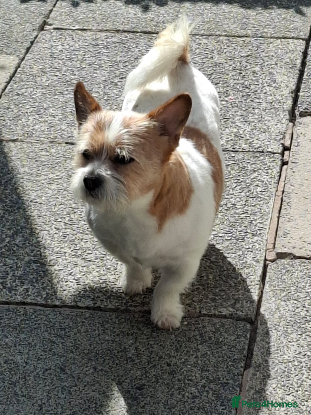 Mixed Breed dogs for sale: Jack russel x Cairne terrier - Image 1