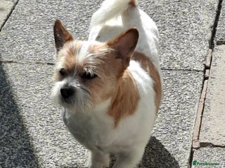 Mixed Breed dogs Jack russel x Cairne terrier - Advert 7