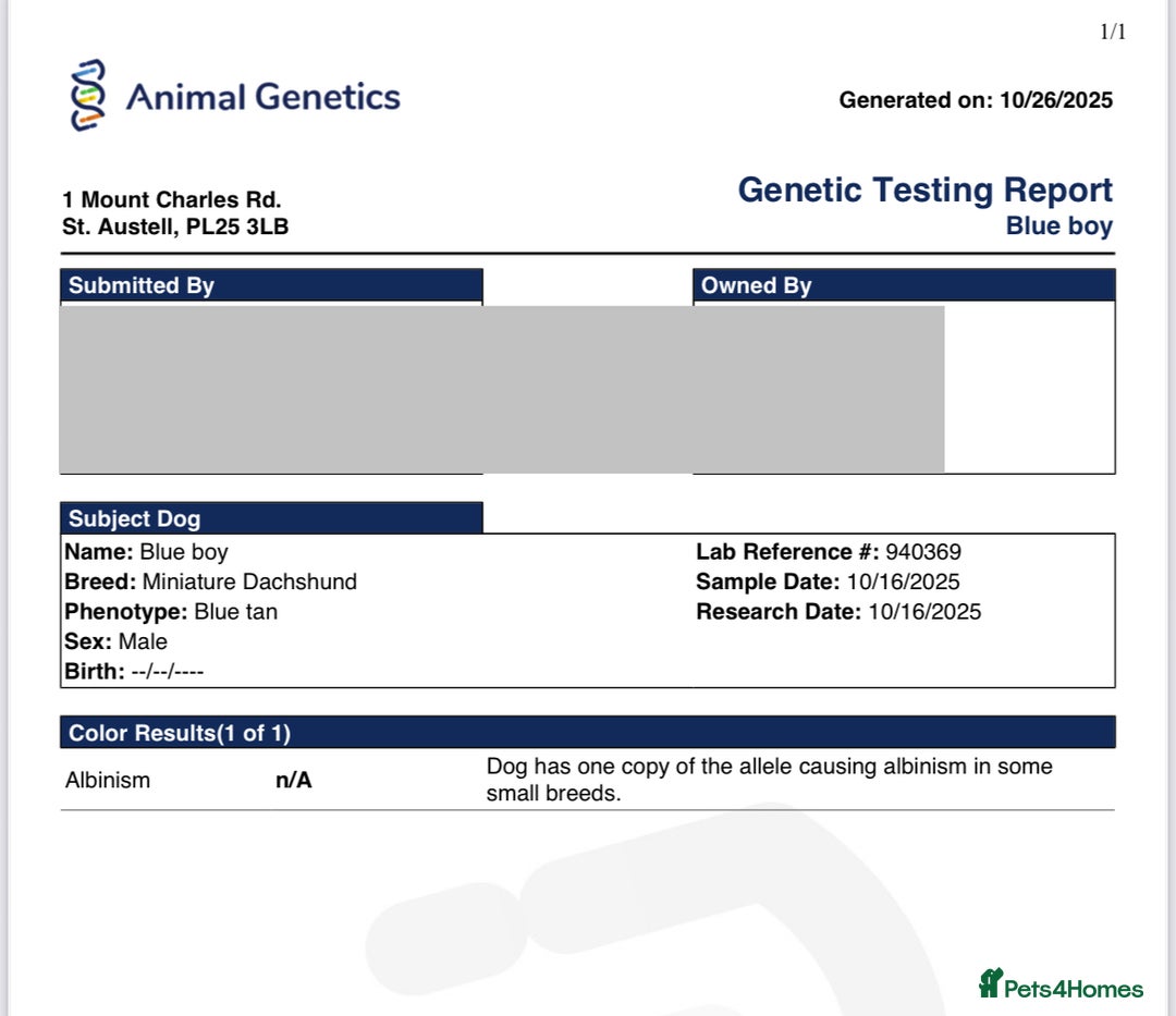 Miniature Dachshund dogs for sale: Miniature dachshunds (pink carriers)  - Image 6