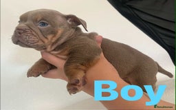 English Bulldog dogs for sale: Isabella and tri English bulldog puppy’s  - Image 2
