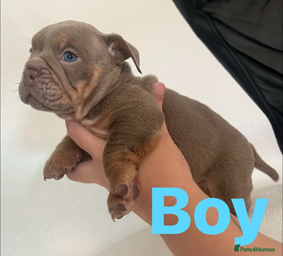 English Bulldog dogs for sale: Isabella and tri English bulldog puppy’s  - Image 2
