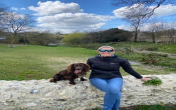 Cocker Spaniel dogs for stud: Chocolate Working Cocker for Stud  - Image 4