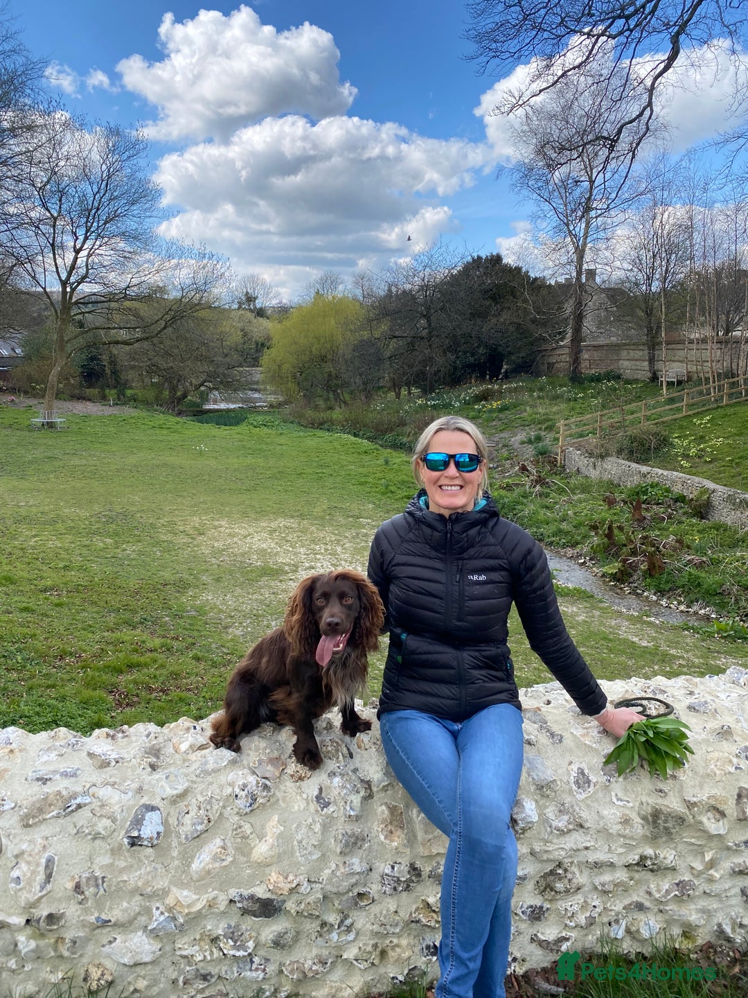 Cocker Spaniel dogs for stud: Chocolate Working Cocker for Stud  - Image 4
