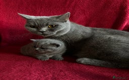 British Shorthair cats for sale: Gorgeous British Blue Boy For Sale - Image 5
