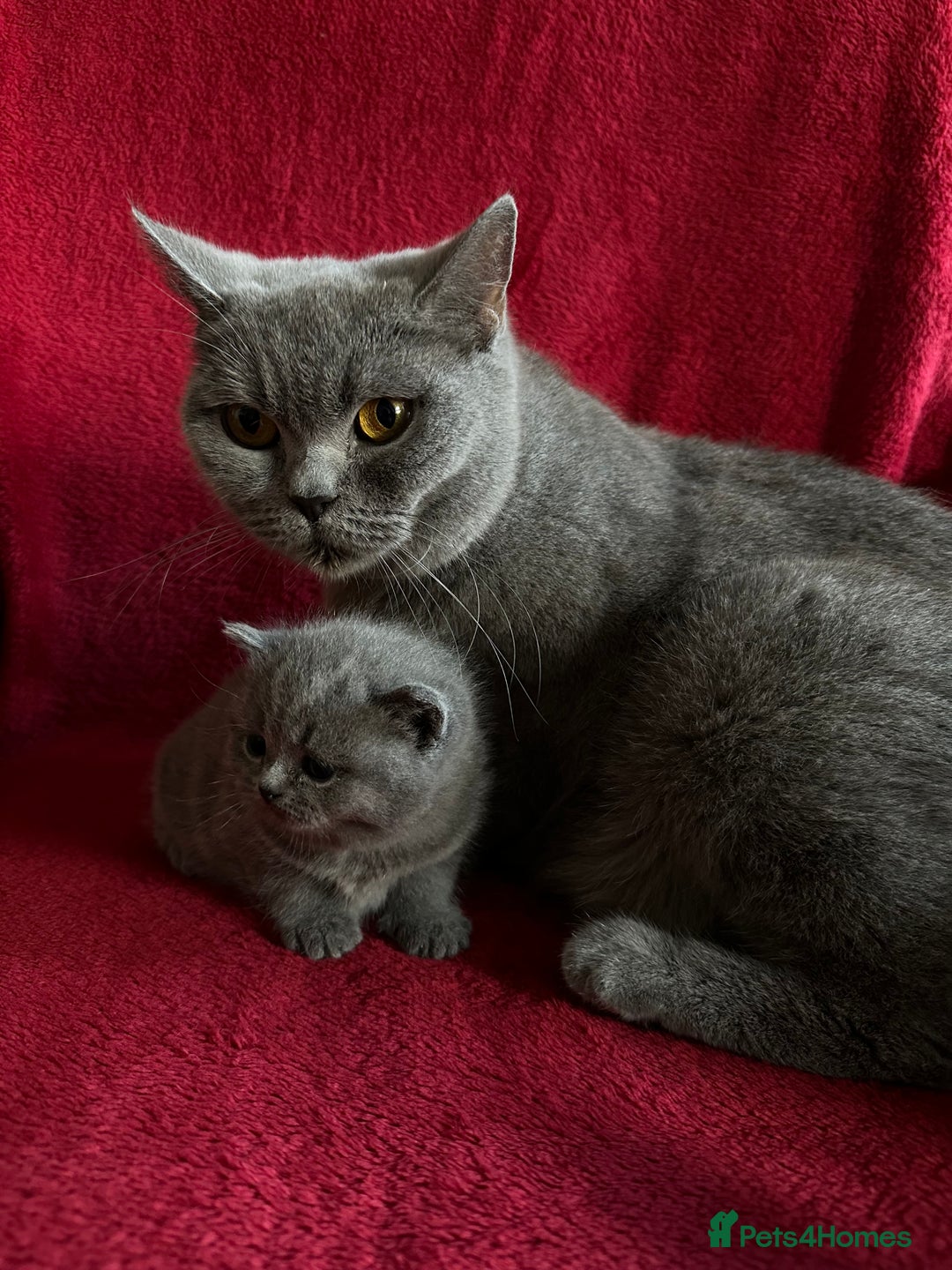 British Shorthair cats for sale: Gorgeous British Blue Boy For Sale - Image 5