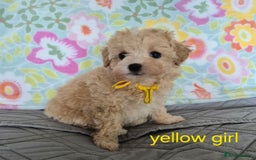 Maltipoo dogs for sale: F1 Maltipoo puppies 🐶 Just 2 girls remaining  - Advert 17