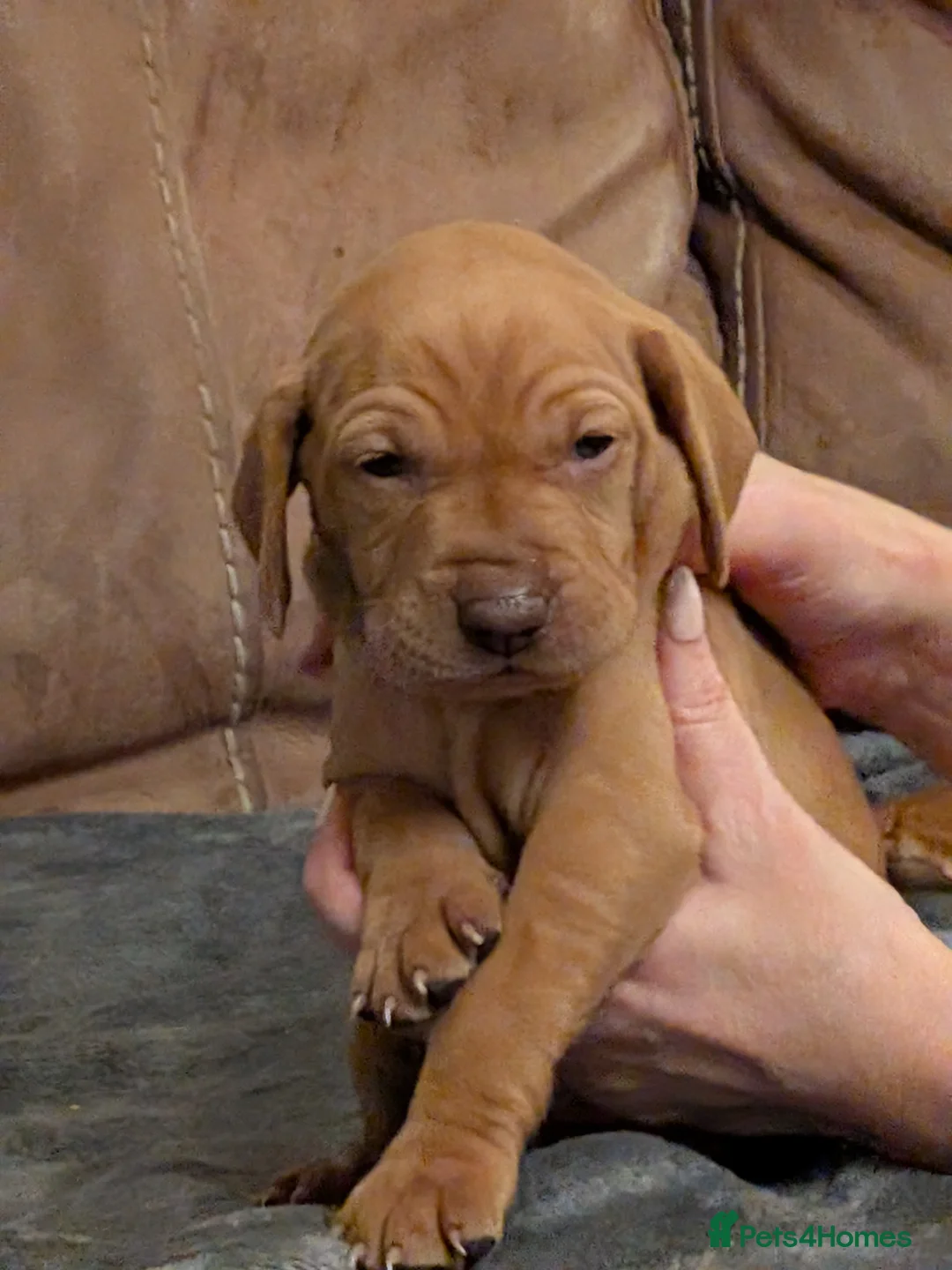 Hungarian Vizsla dogs for sale: Hungarian Vizla puppies  - Advert 3