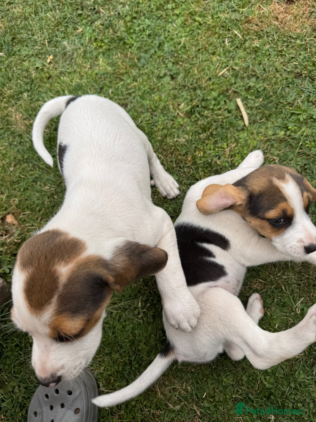 Beagle dogs for sale: Beagle puppies‼️Ready to leave NOW‼️ - Image 16