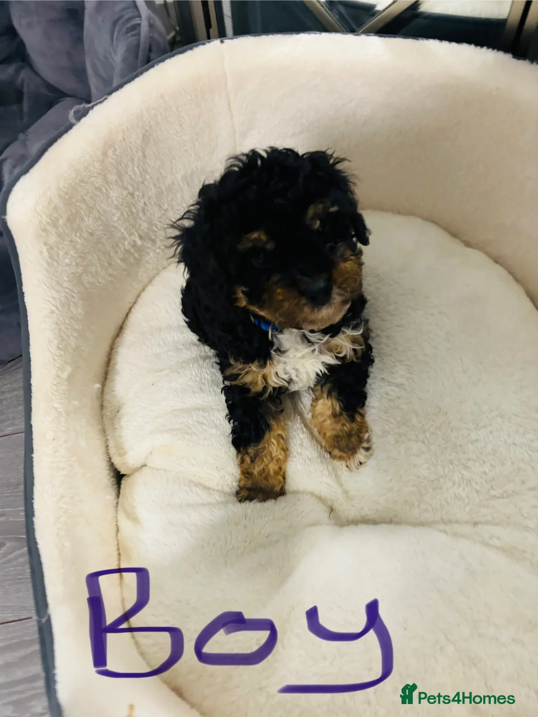Cavapoo dogs for sale: F1B Cavapoos ready to leave us - Advert 1
