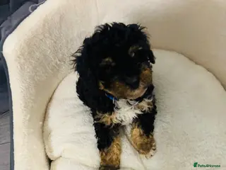 Cavapoo dogs F1B Cavapoos ready to leave Saturday - Advert 1