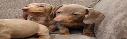 Miniature Dachshund dogs for sale: Isabella miniature dachshund puppies  - Advert 6