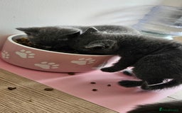 British Shorthair cats for sale: 🐾 Adorable Kittens Looking for Forever Homes 🐾 - Image 9