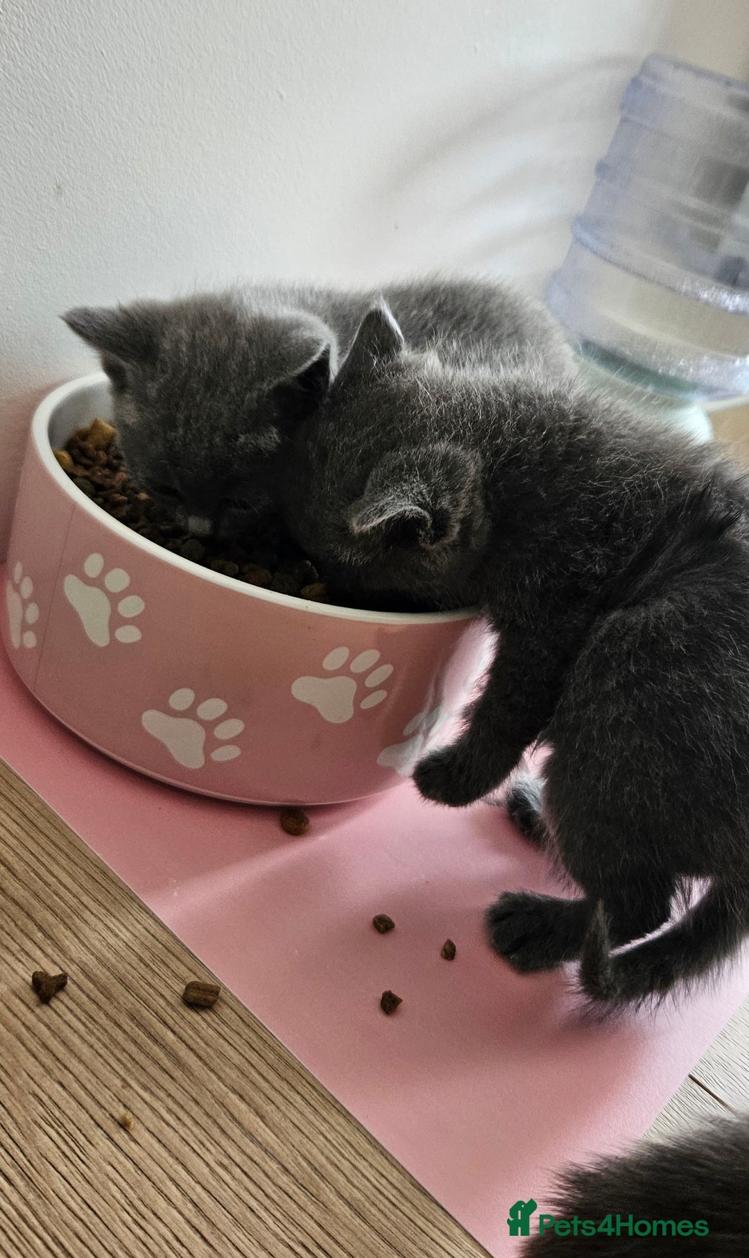 British Shorthair cats for sale: 🐾 Adorable Kittens Looking for Forever Homes 🐾 - Image 9