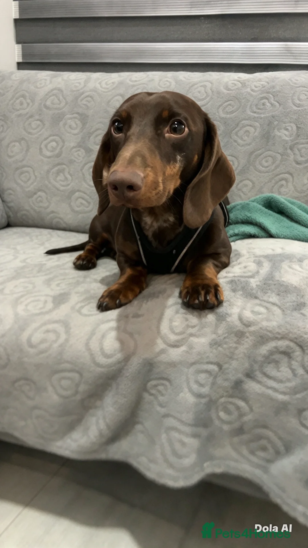 Miniature Dachshund dogs for sale: miniature dachshund  in Enfield - Advert 2