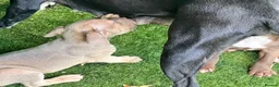 Mixed Breed dogs for sale: 3 adorable puppies looking for loving families!  - Advert 7