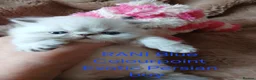 Exotic cats for sale:  Pedigree GCCF Registered Persian Exotic's  - Advert 13