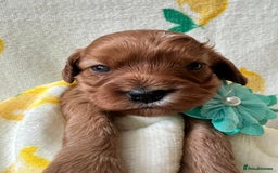 Cavapoo dogs for sale: Cavapoos born to EXTENSIVELY HEALTH TESTED PARENTS - Image 4