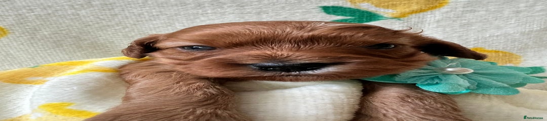 Cavapoo Honda