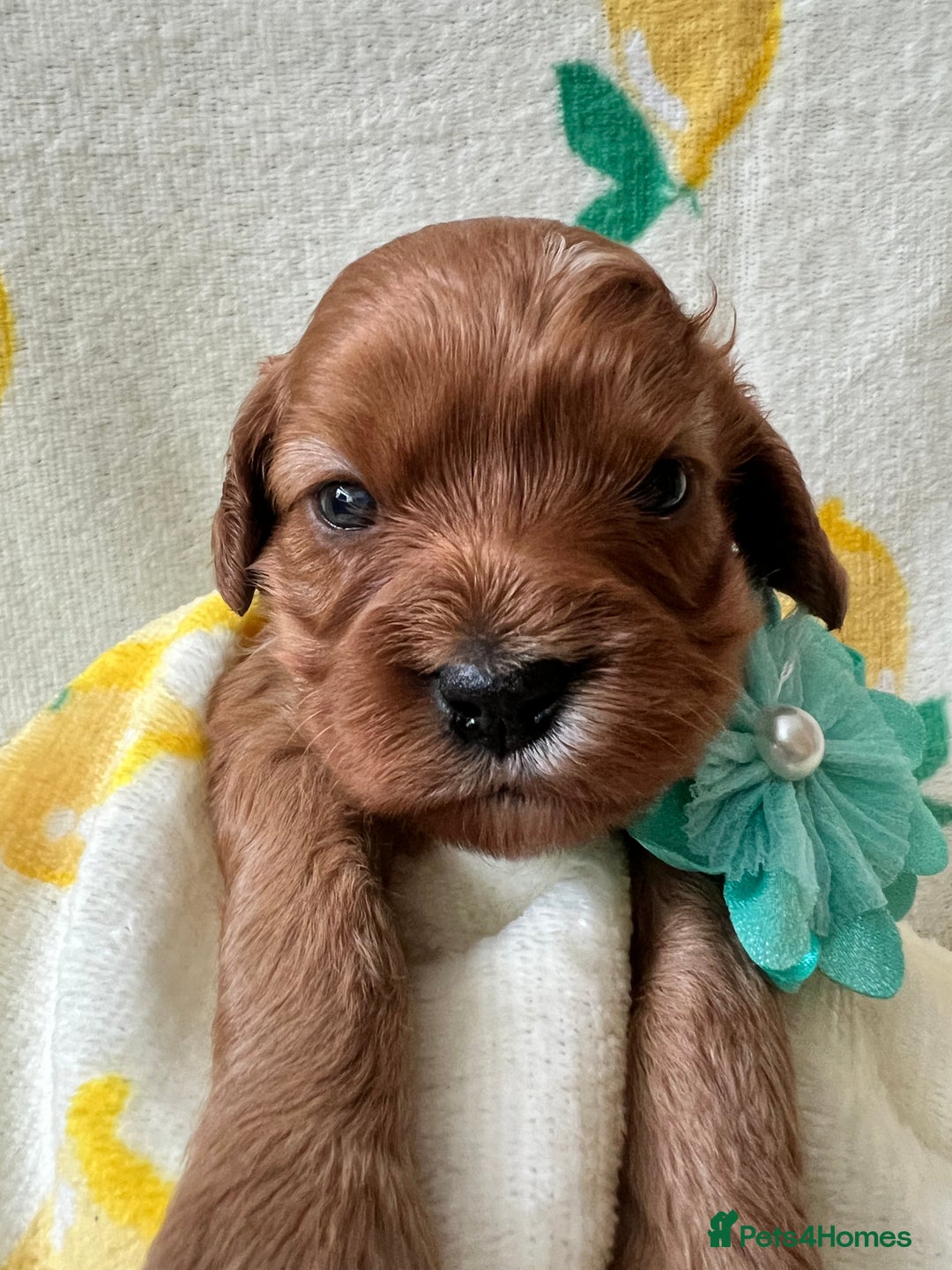 Cavapoo dogs for sale: Cavapoos born to EXTENSIVELY HEALTH TESTED PARENTS - Image 4