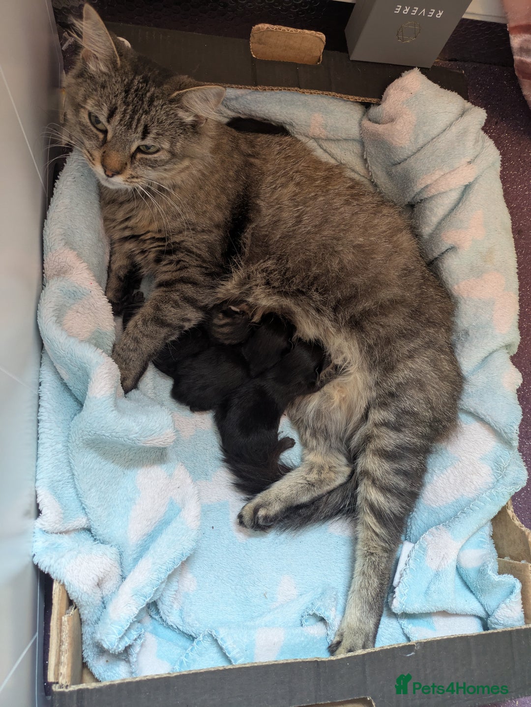 Mixed Breed cats for sale: Black FLUFFY kittens ❤️ - Image 6