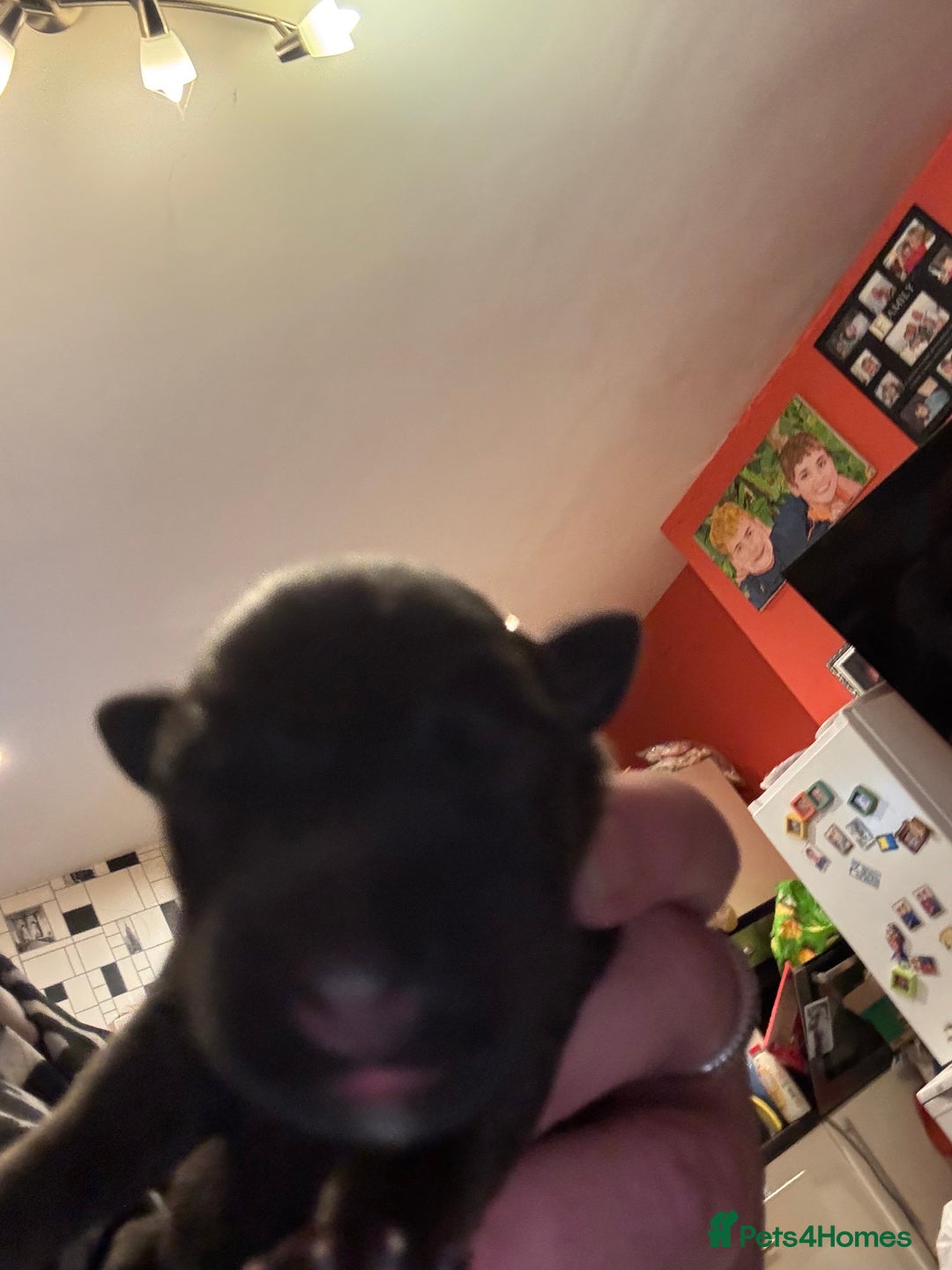 Belgian Shepherd Dog dogs for sale: Belgian Malinois Puppies  - Image 9