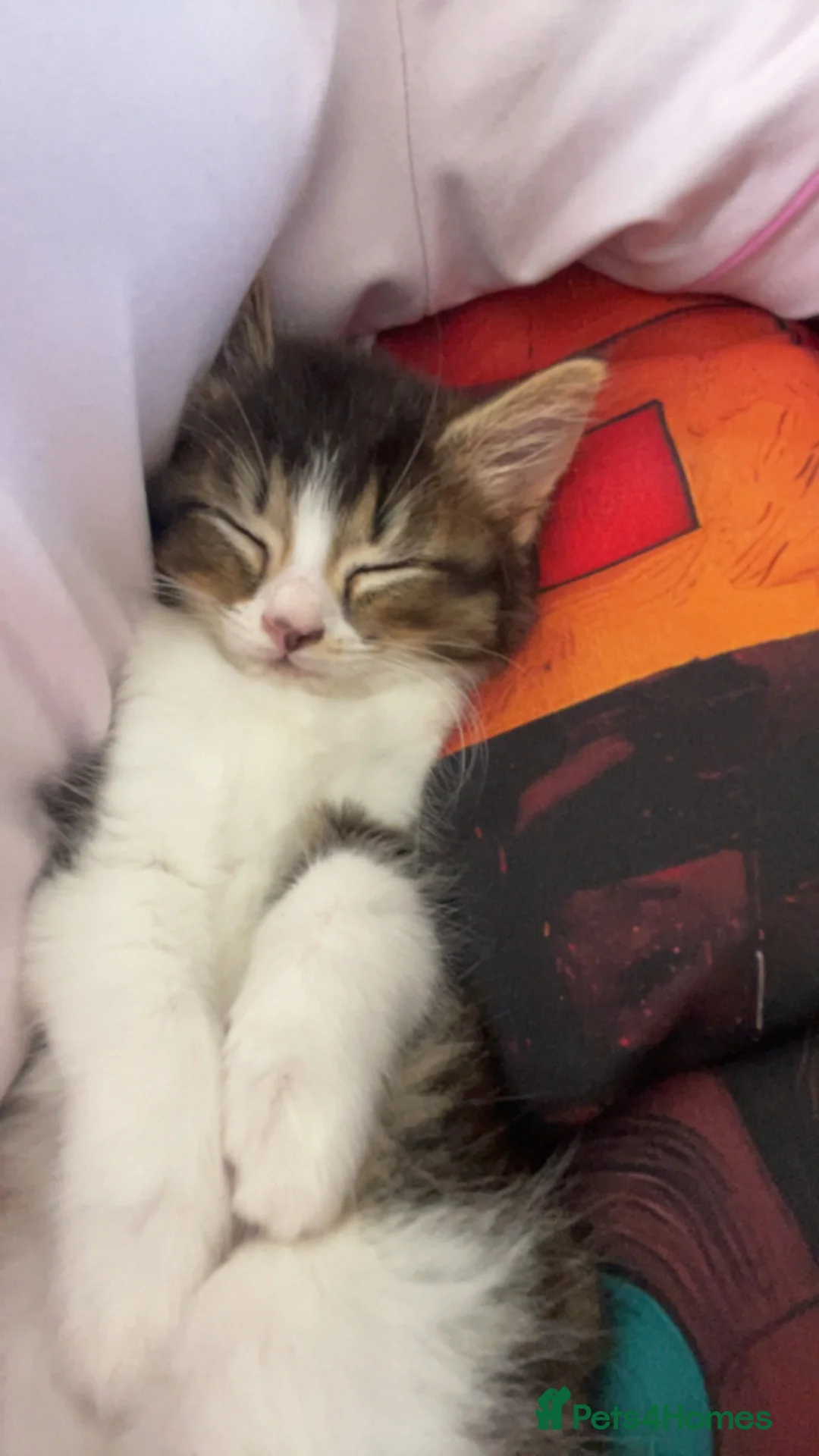 Mixed Breed cats for sale: Kitten - Advert 3