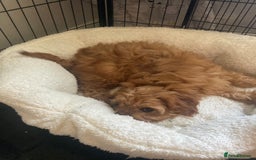 Cavapoo dogs for sale: 🐶🐩STUNNING MINIATURE CAVAPOO PUPPIES🐩🐶 - Image 3