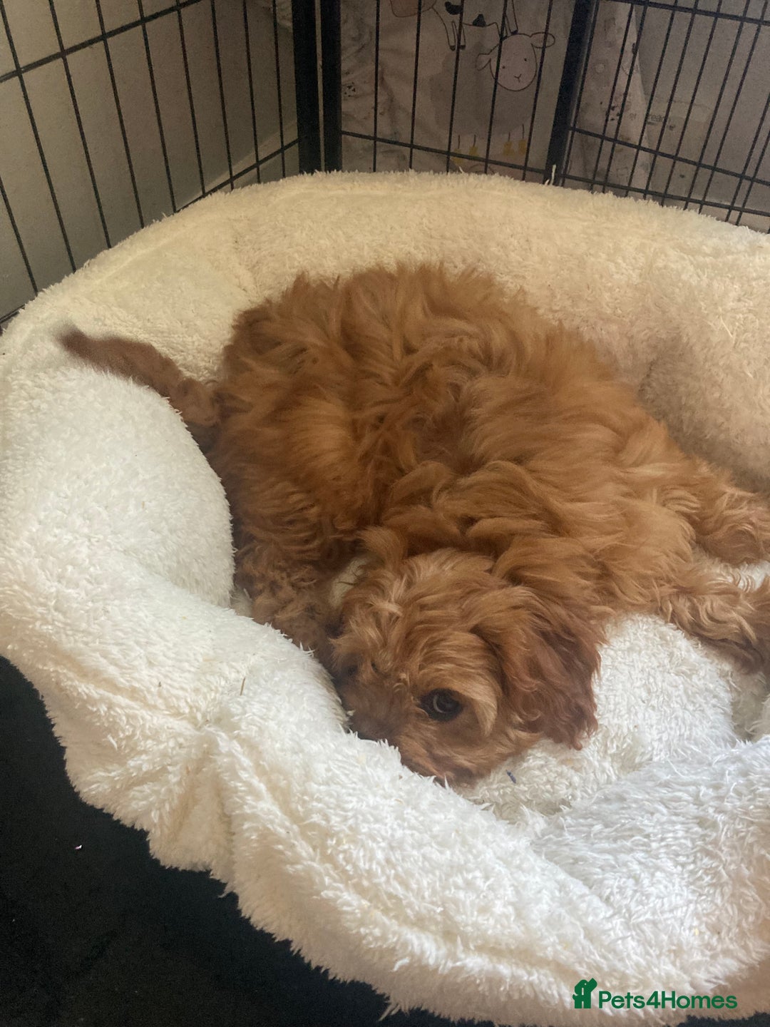 Cavapoo dogs for sale: 🐶🐩STUNNING MINIATURE CAVAPOO PUPPIES🐩🐶 - Image 3