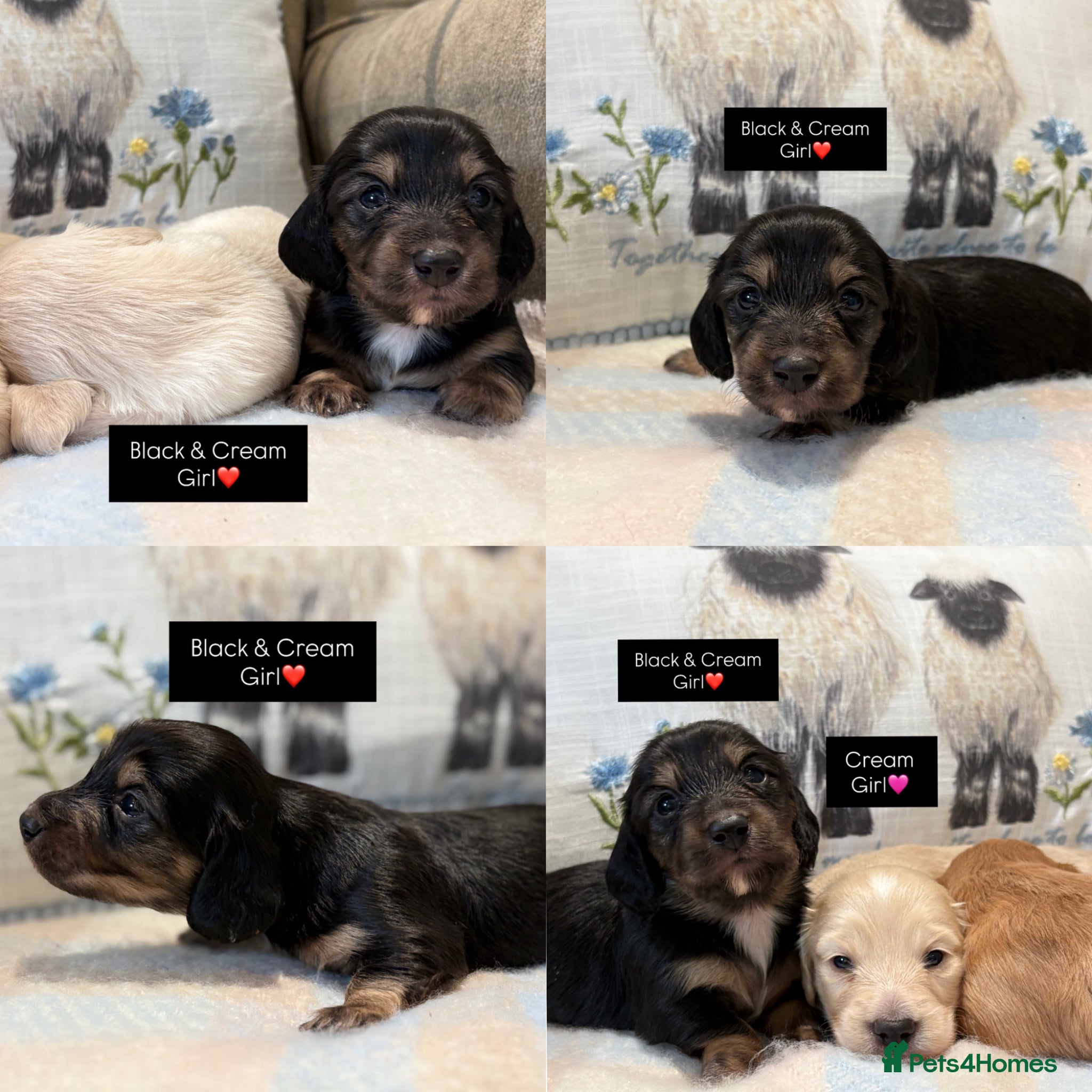 Miniature Dachshund dogs CREAM MINIATURE LONG HAIRED DACHSHUNDS🤍 - Advert 1