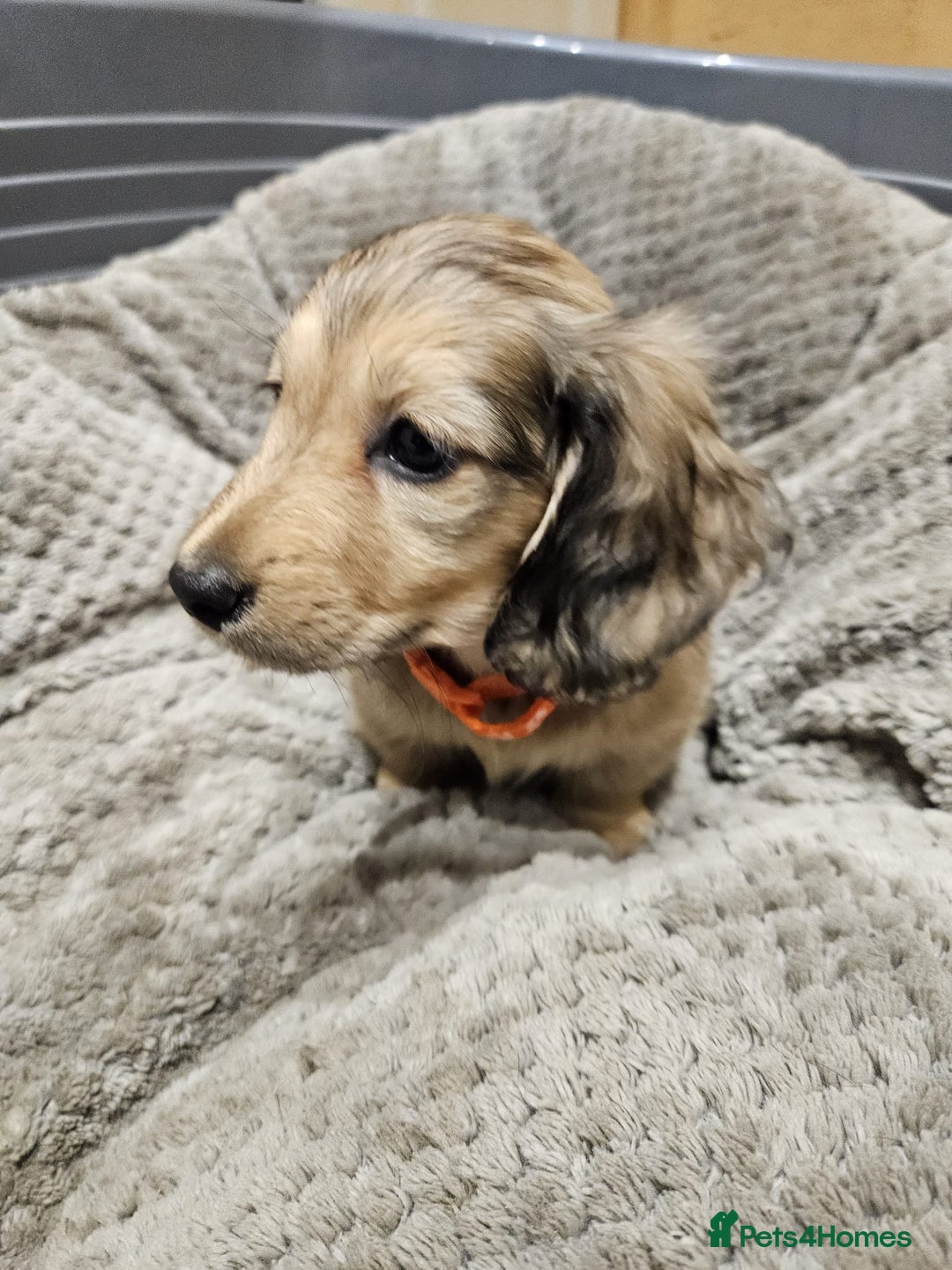 Miniature Dachshund dogs for sale: Miniature shaded cream dachshunds  - Advert 2