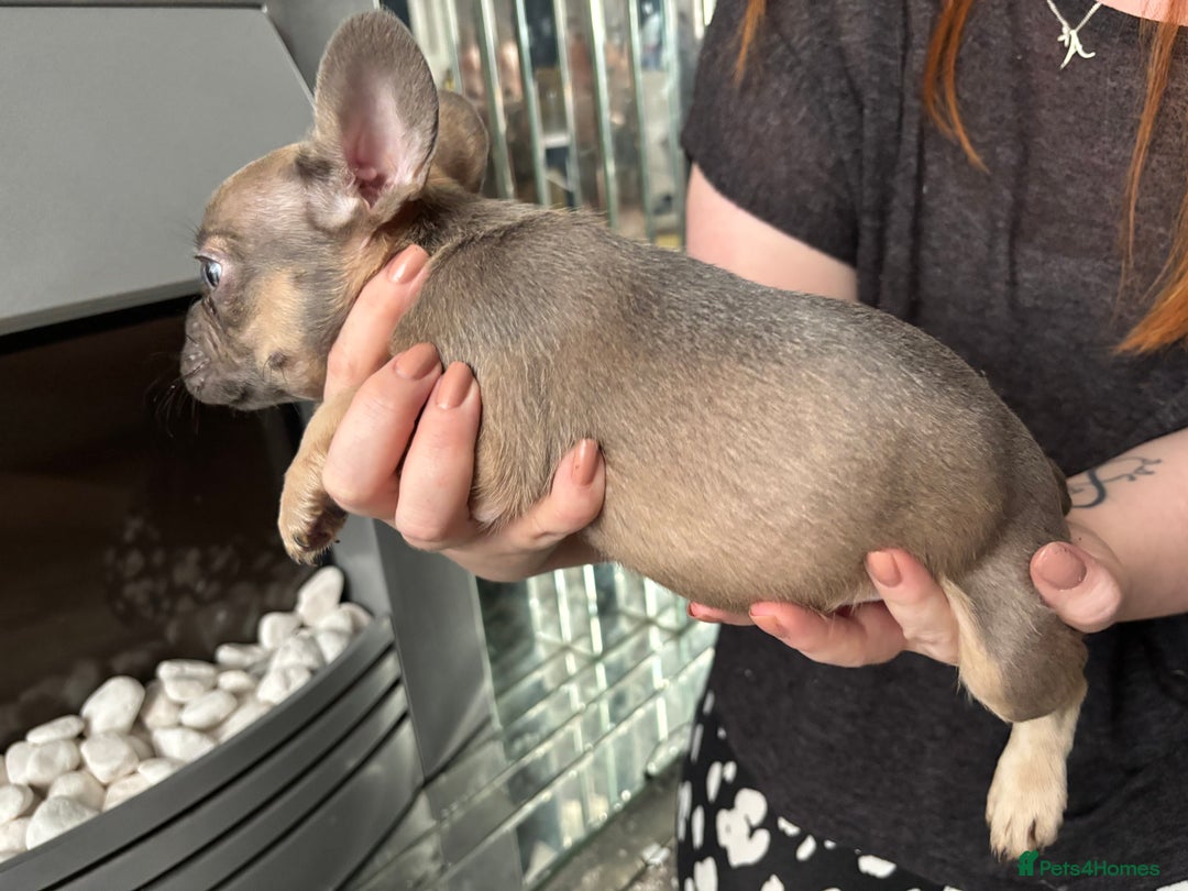 French Bulldog dogs for sale: French bulldog girl. Beautiful, 9 weeks old - Image 5