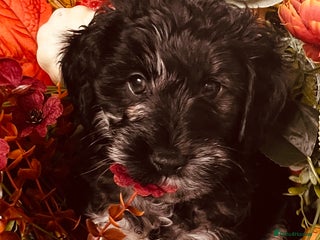 Mixed Breed dogs Gorgeous cockapoos - Advert 2