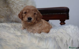 Cockapoo dogs for sale: 5*LICENSED BREEDER WATCH LIVE HEALTH TESTED PARENT - Image 14