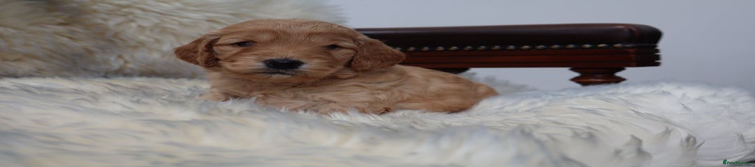 Cockapoo Puppy 2