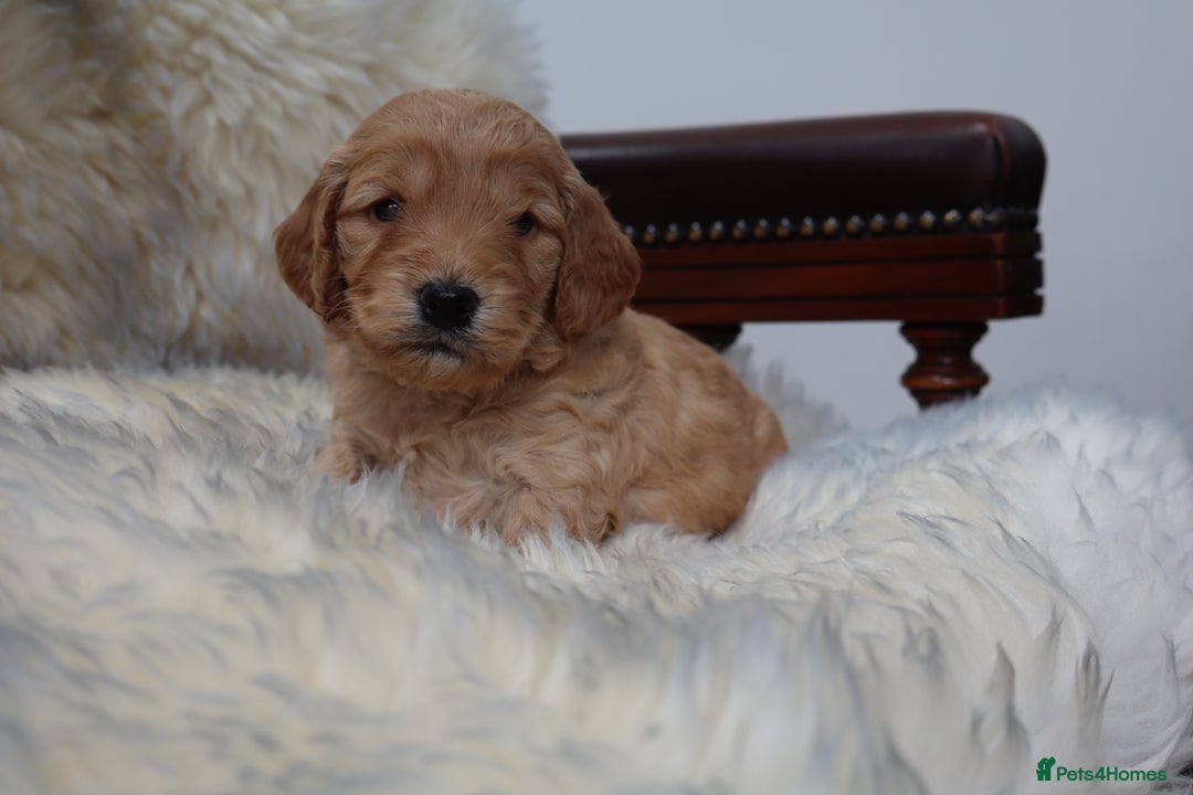 Cockapoo dogs for sale: 5*LICENSED BREEDER WATCH LIVE HEALTH TESTED PARENT - Image 14
