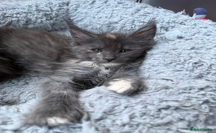 Maine Coon cats - Advert 15