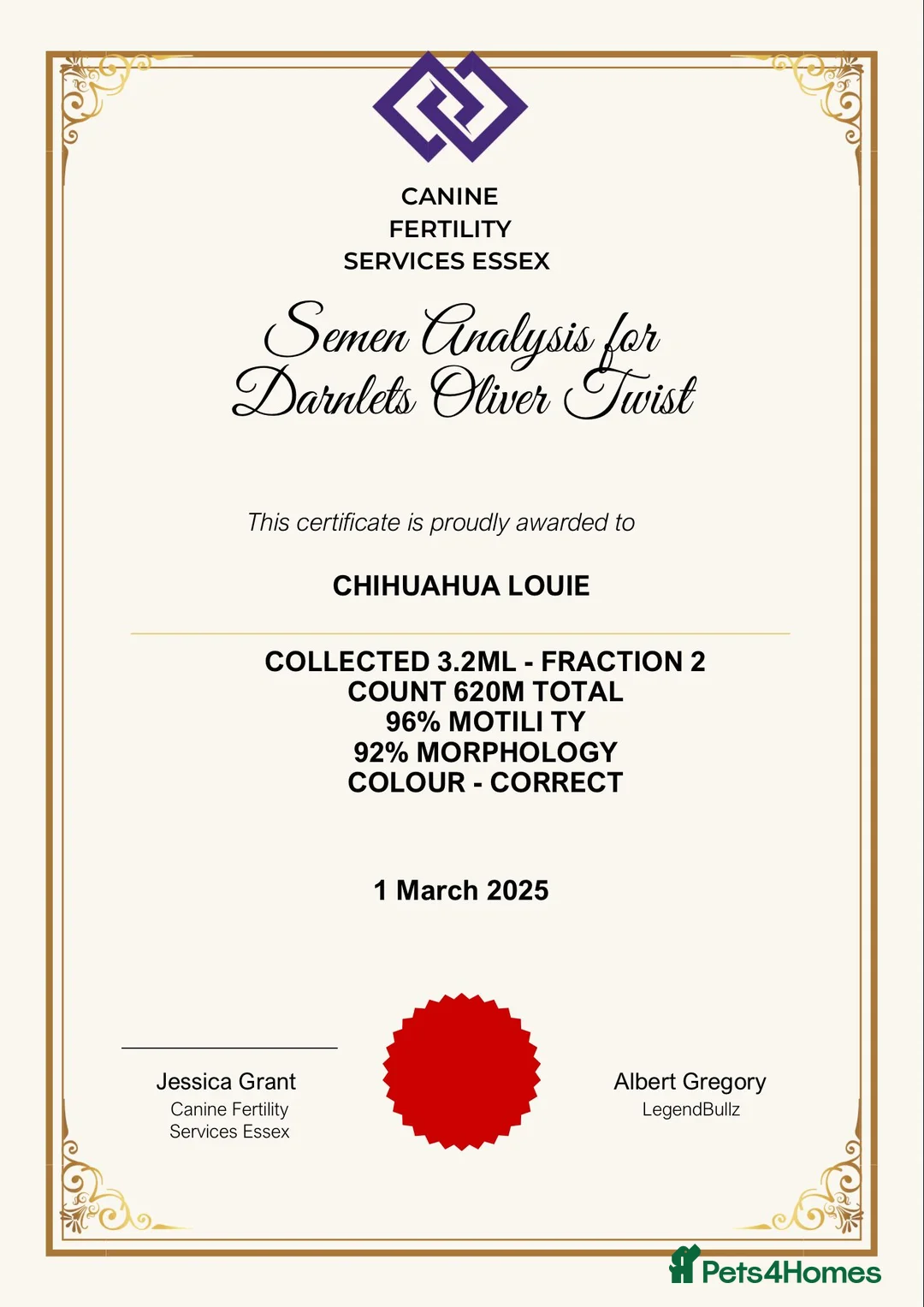 Chihuahua dogs for stud: Chihuahua Chocolate longhaired Stud  in Romford - Advert 4