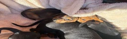 Miniature Dachshund dogs for sale: Miniature dachshund puppies in Salisbury - Advert 6