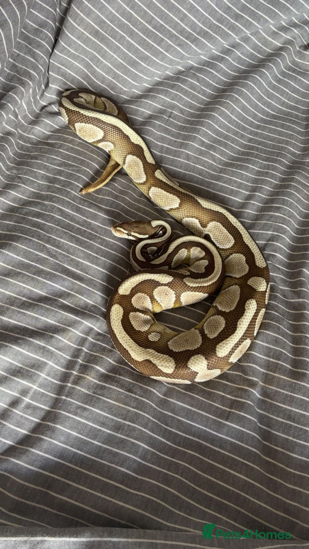 Python Snake reptiles for sale: Royal python with full set up - Image 6
