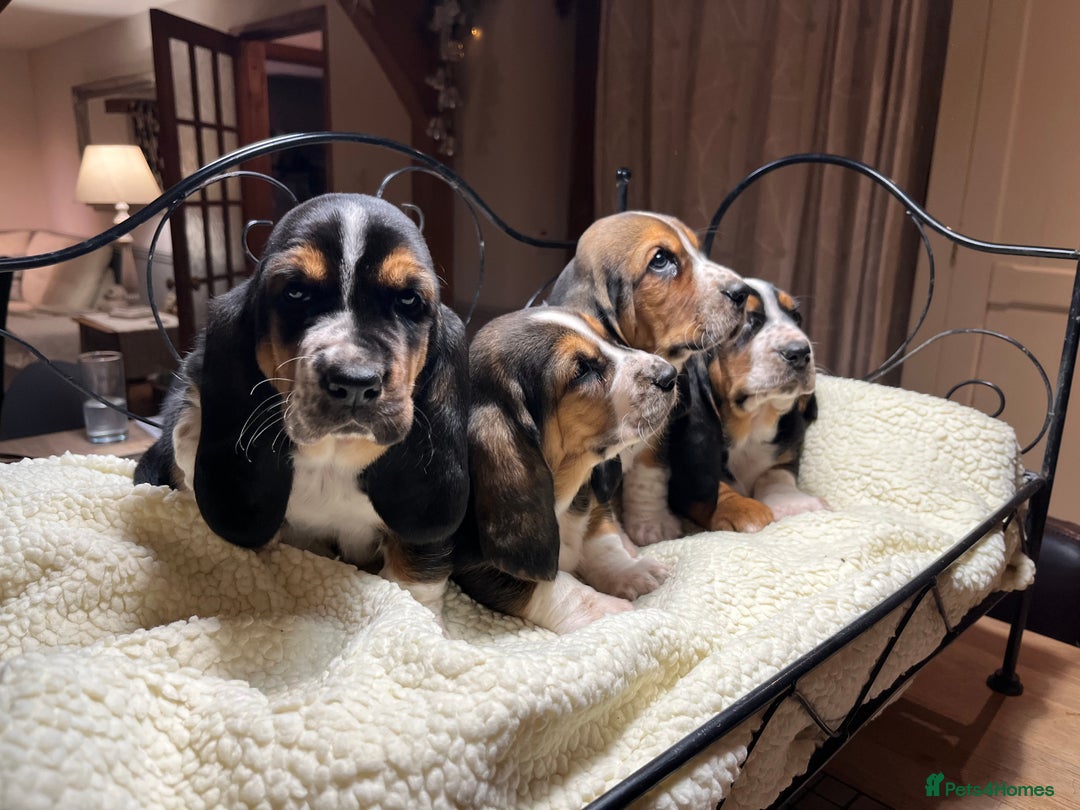 Basset Hound dogs for sale: Basset Hound puppies for sale - Advert 7