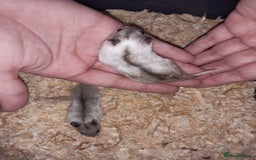 Hamster rodents for sale: Baby Chinese hamsters ready now  - Image 6