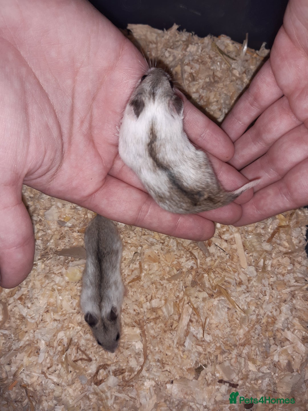 Hamster rodents for sale: Baby Chinese hamsters ready now  - Image 6