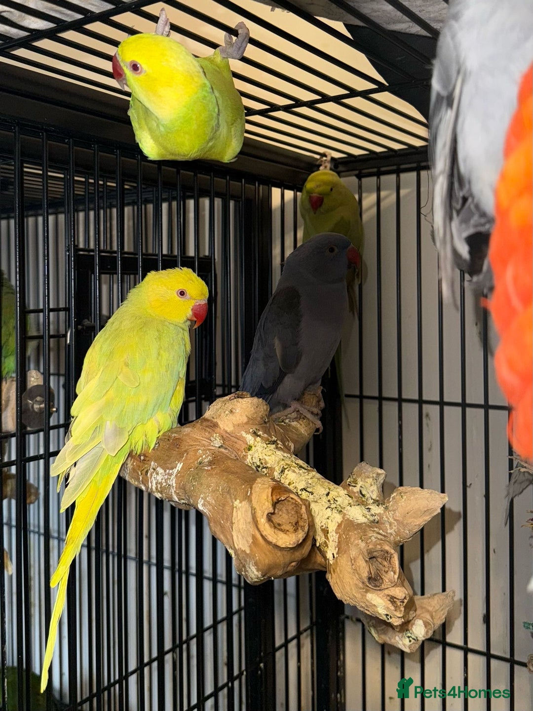 Ringnecks birds for sale: Stunning Baby Indian Ringnecks  - Image 7