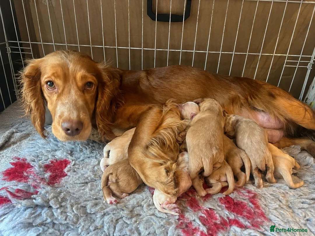 Cocker Spaniel dogs for sale: Cocker spaniels ready now  - Advert 2