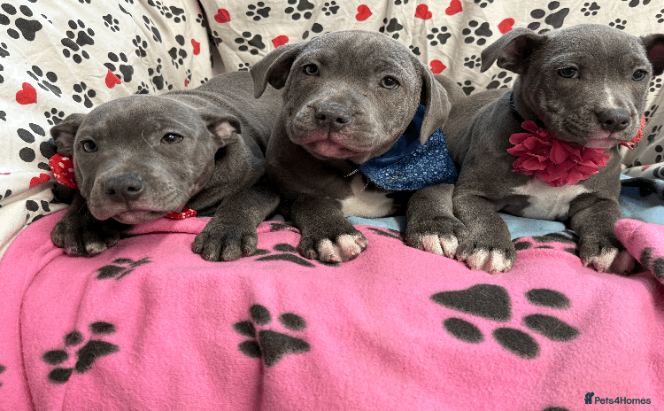 Staffordshire Bull Terrier dogs - Advert 7