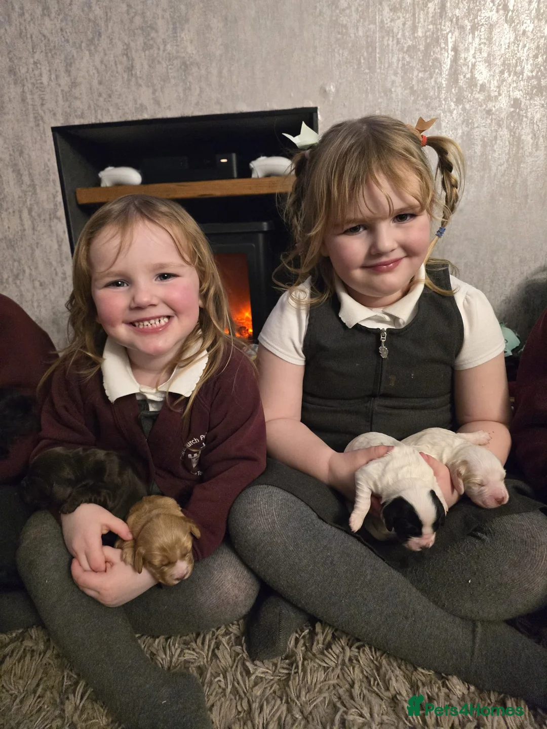 Cocker Spaniel dogs for sale: 🐶🐾 Exceptional Working Cocker Spaniel Puppies 🐾 - Advert 25