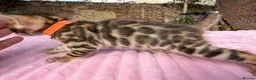 Bengal cats for sale: 3 BENGAL KITTENS - HEALTH/GENETIC TESTED  - Advert 8
